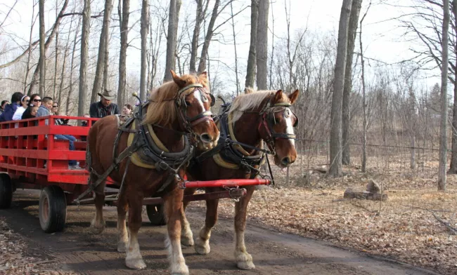 A horse pulling a carriage