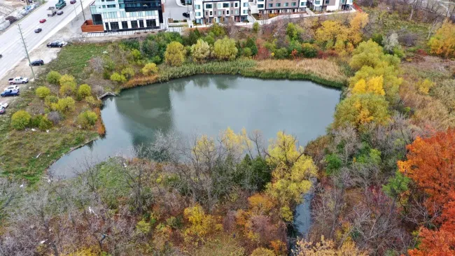 Photograph of a stormwater pond in the VMC surrounded by trees and a road on the left side.