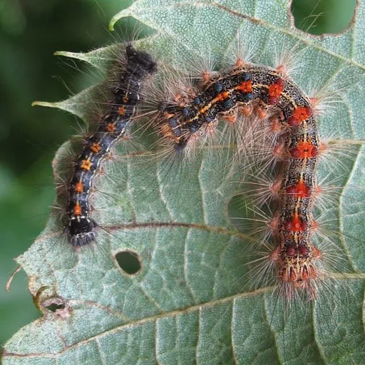 mnrf-gypsy-moth-512x512-2020-11-12