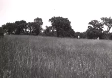 Image of Mackenzie Site archaeological field prior to excavation