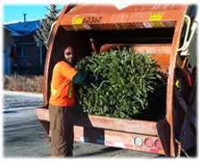 A man putting a Christmas tree in a garbage truck.