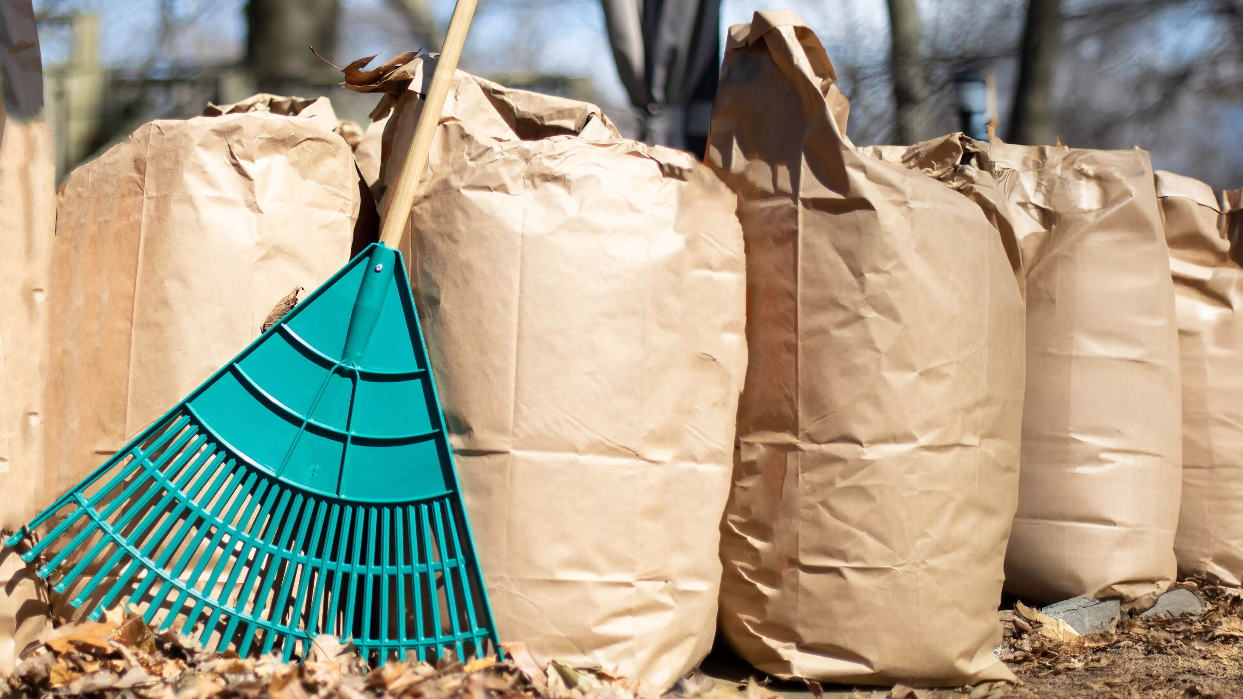 leaves, yard waste bags and a rake